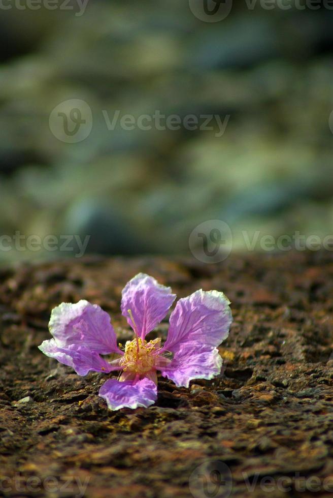 a cor rosa das flores da rainha caem no chão de pedra laterita foto