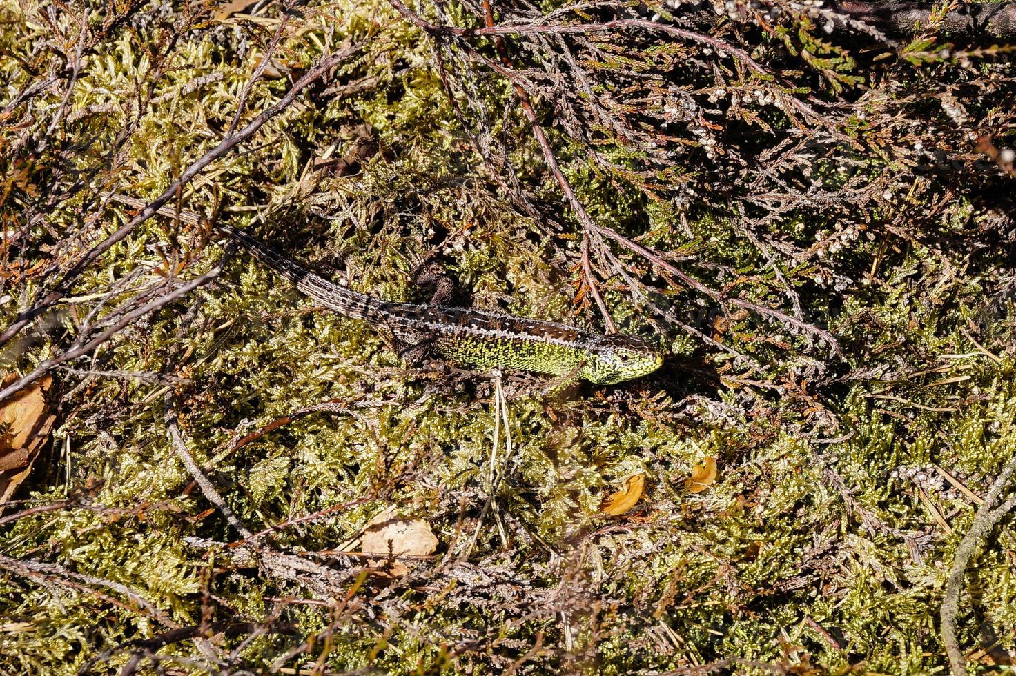 lagarto lacerta agilis na reserva natural fischbeker heide foto