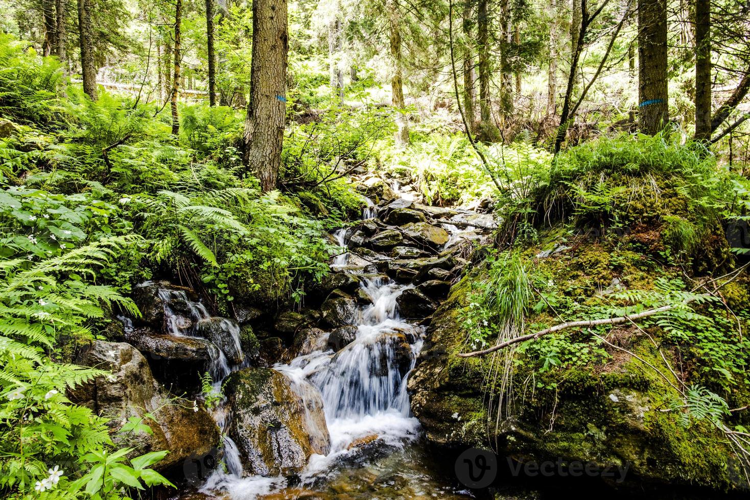 riacho flui entre as pedras na floresta ao redor de san martino di castrozza, trento, itália foto