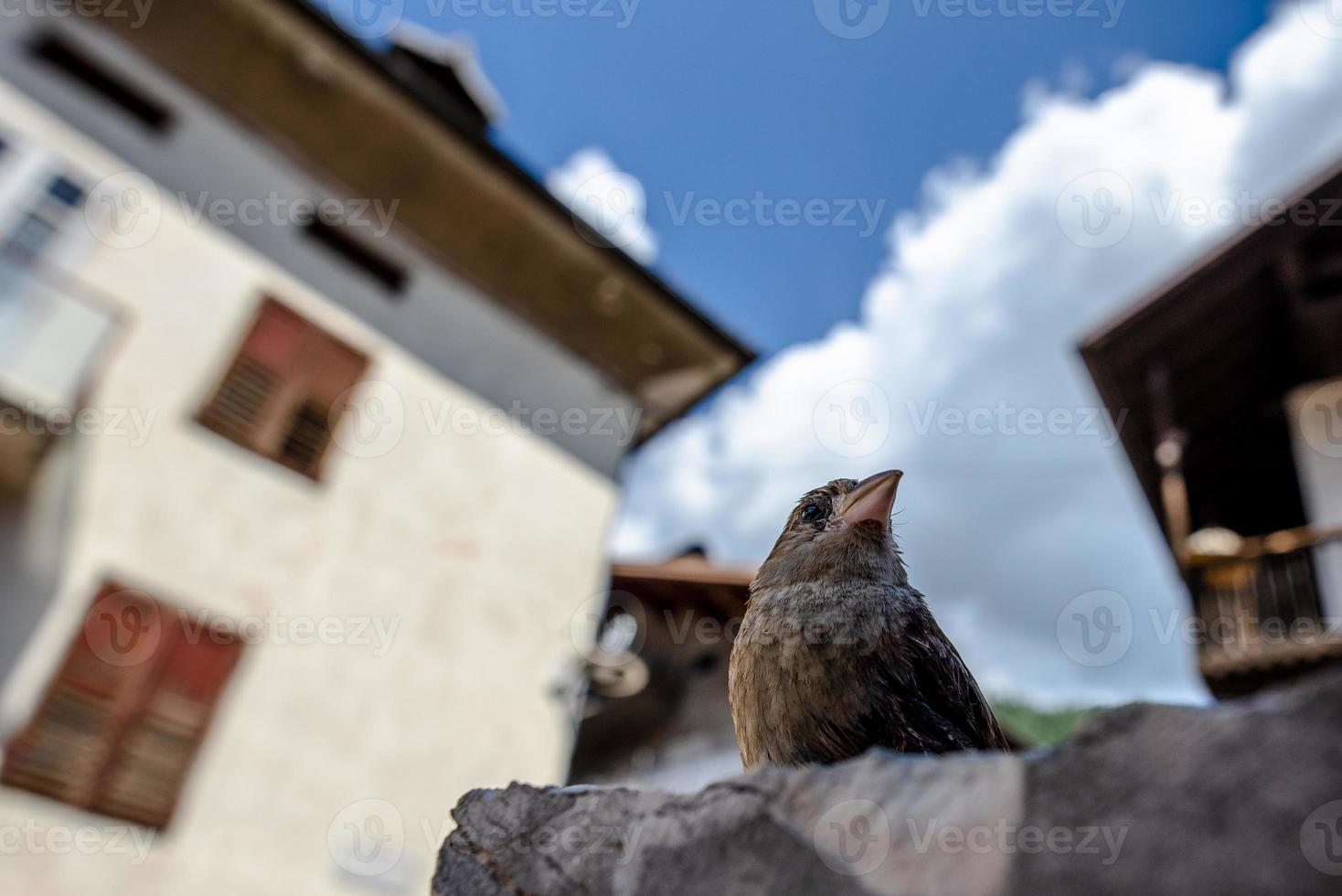 close up de um pardal em san martino di castrozza, trento, itália foto