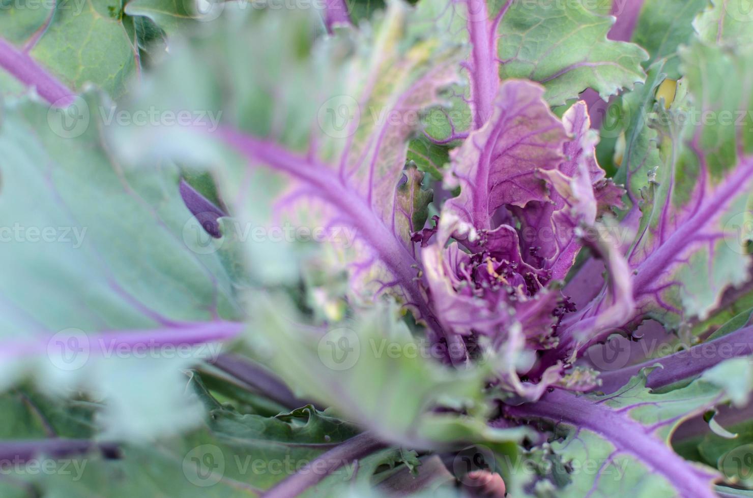 repolho verde e roxo ou planta vegetal de repolho com cabeça violeta foto