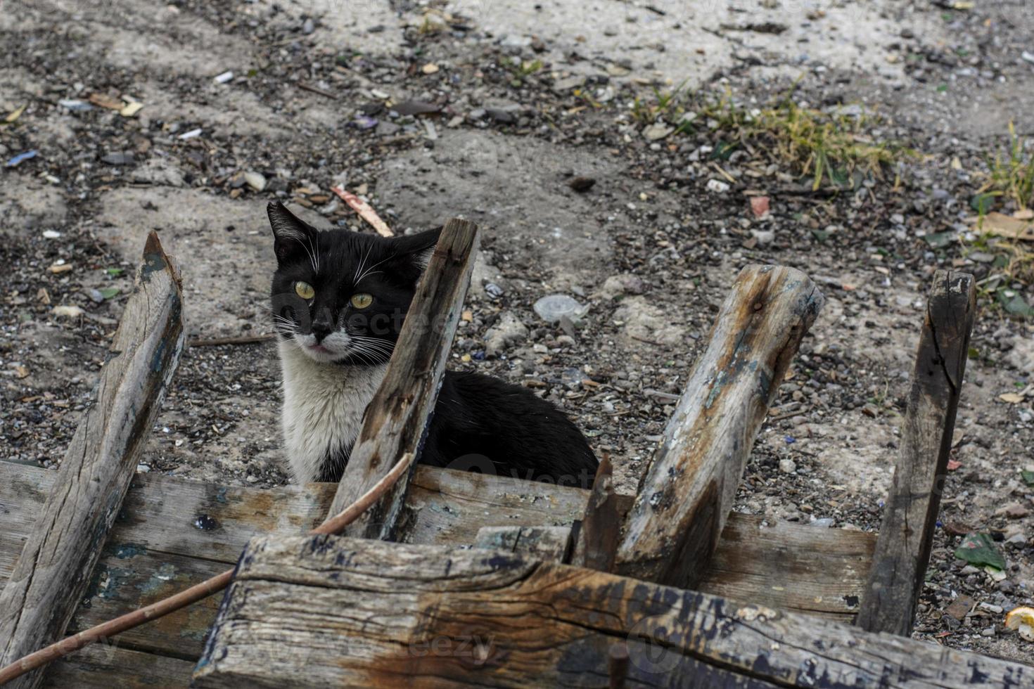 gatos fofos de graça vivendo na rua foto