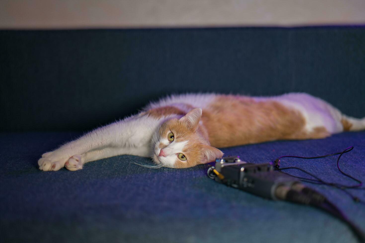 branco-vermelho gatinho mentiras em a sofá perto a microfone com fios foto