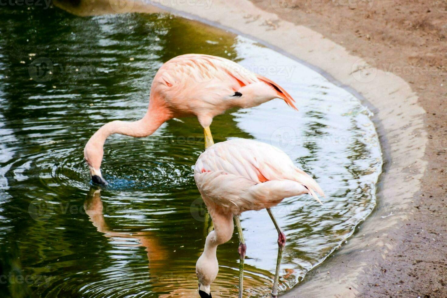 flamingos dentro a lagoa foto