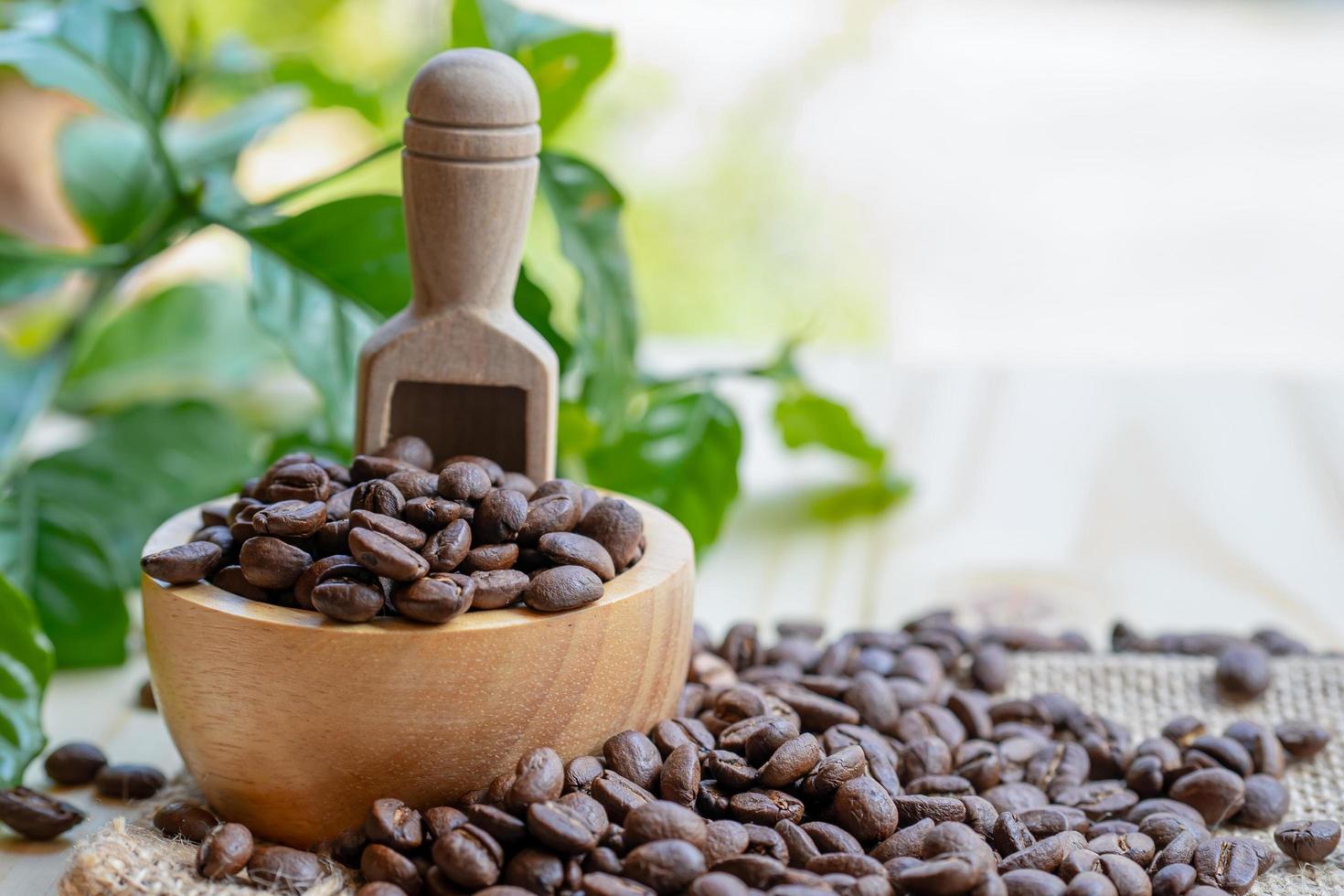 grão de café torrado médio em uma tigela de madeira com folhas na manhã fresca. foto