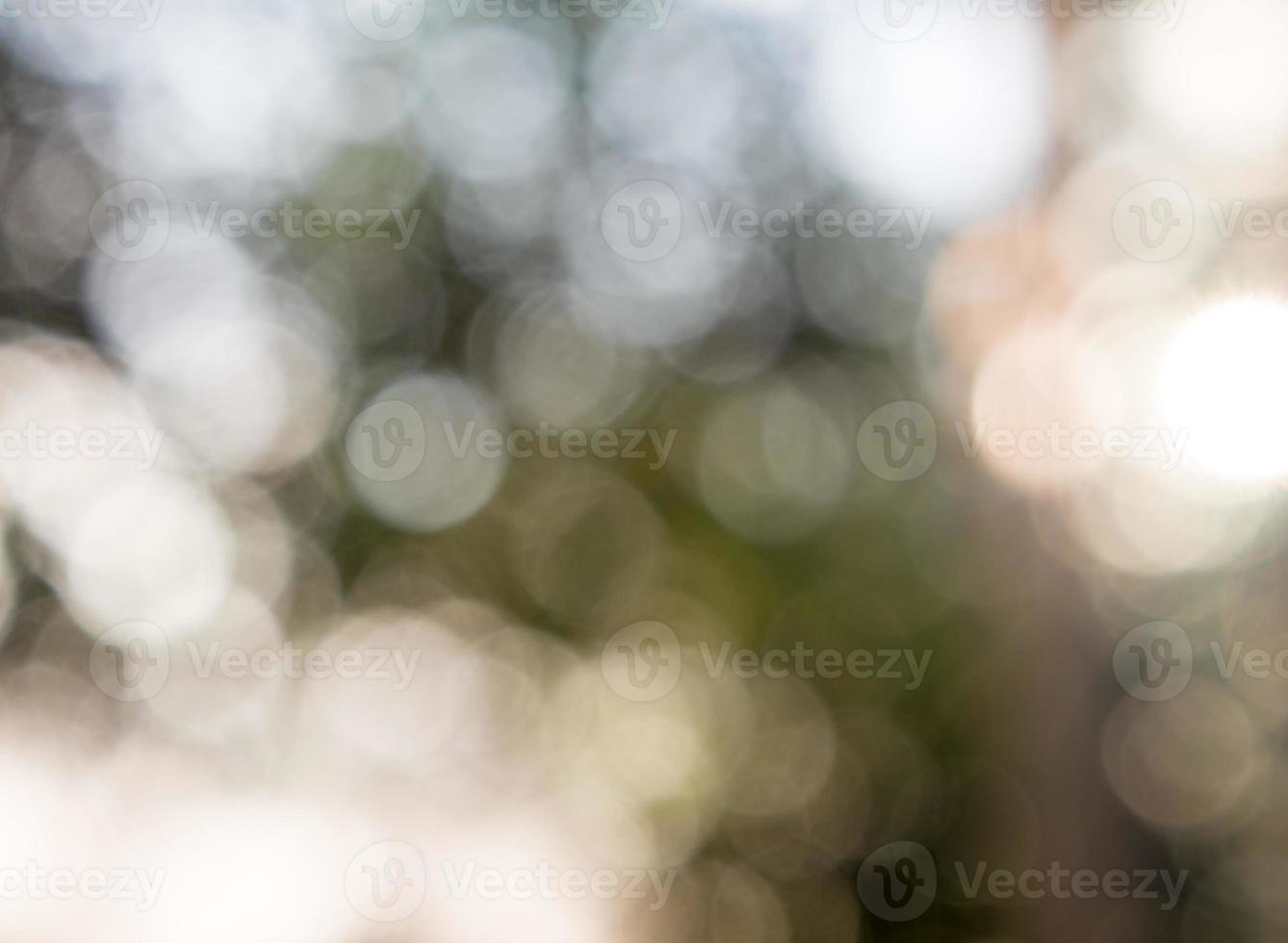 fundo de árvores e folhas verdes em foco desfocado foto