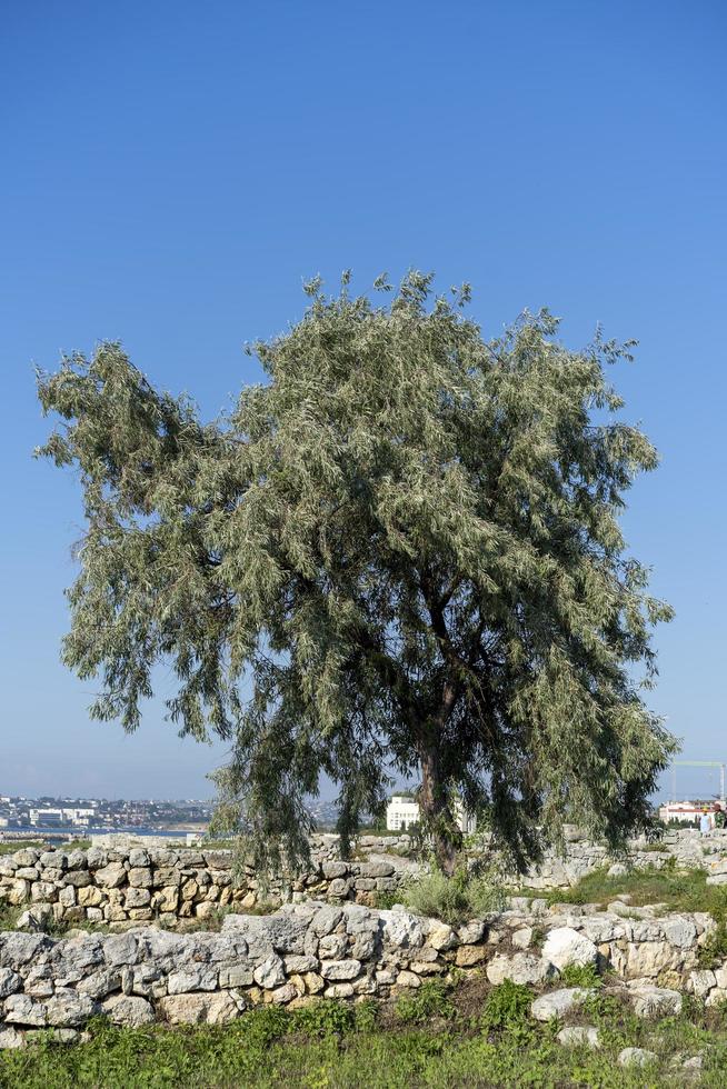 paisagem com as antigas ruínas de chersonesos e uma árvore. foto