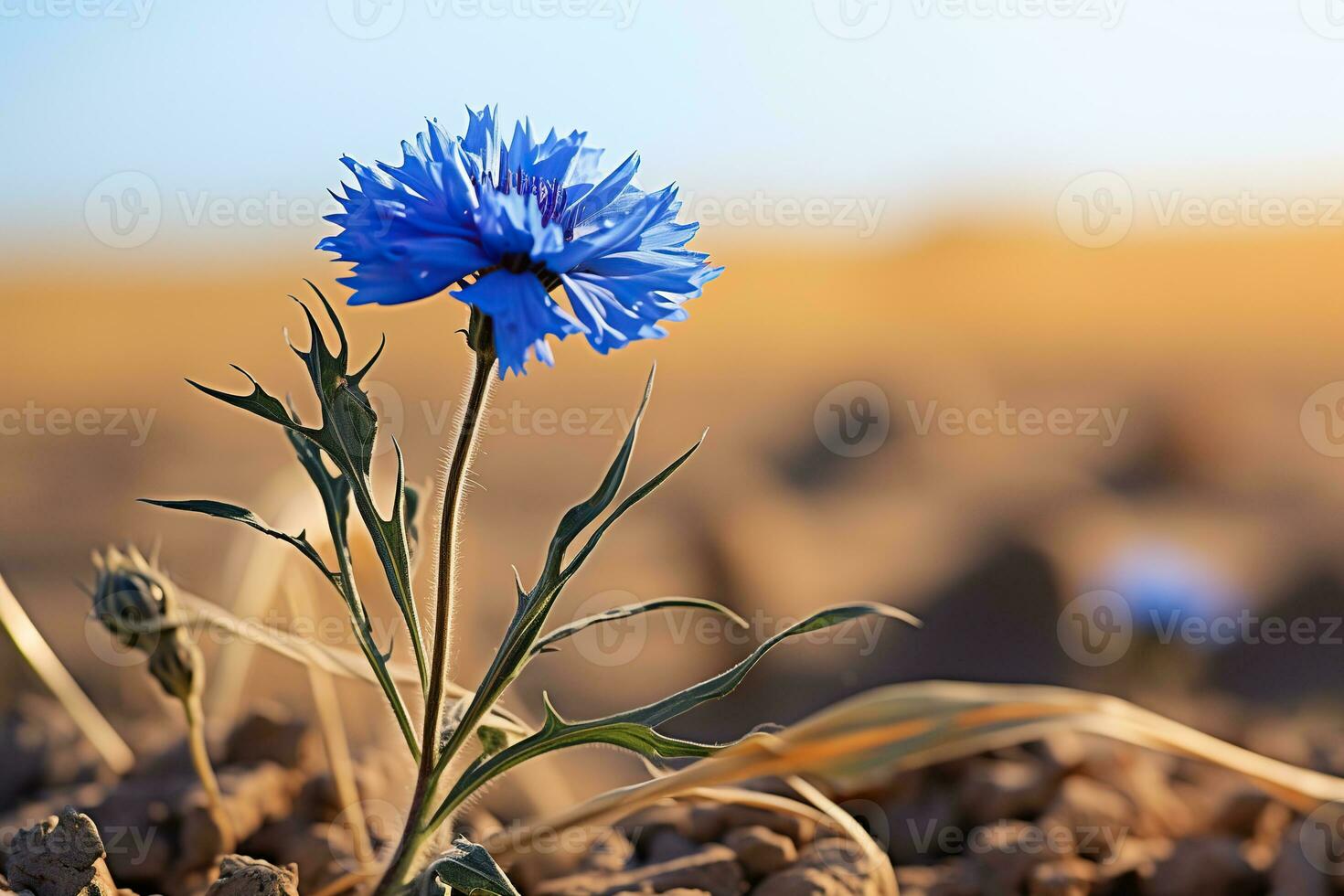 azul cornflowers dentro uma campo fechar-se. cornflowers dentro uma verão campo. gerado de artificial inteligência foto