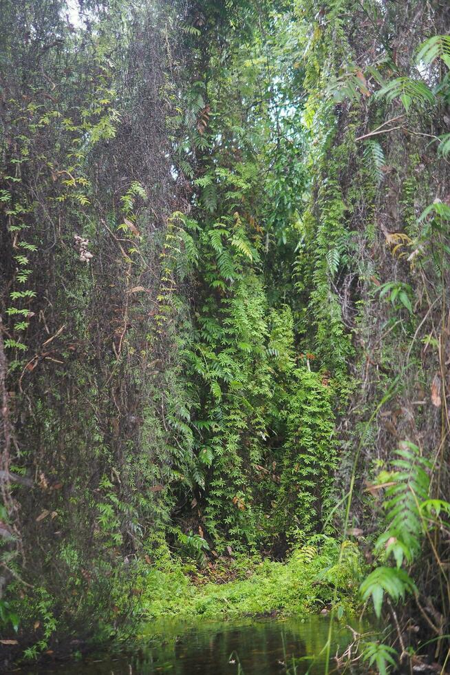 da Tailândia Rayong botânico jardim é uma mangue floresta com adorável árvores este refletir em a perto lago. foto