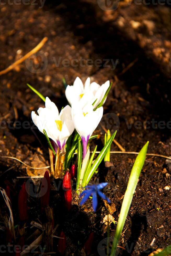 branco Primavera flores açafrão foto