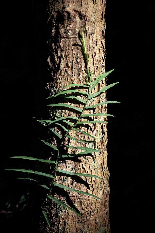 planta e rocha na luz do sol foto