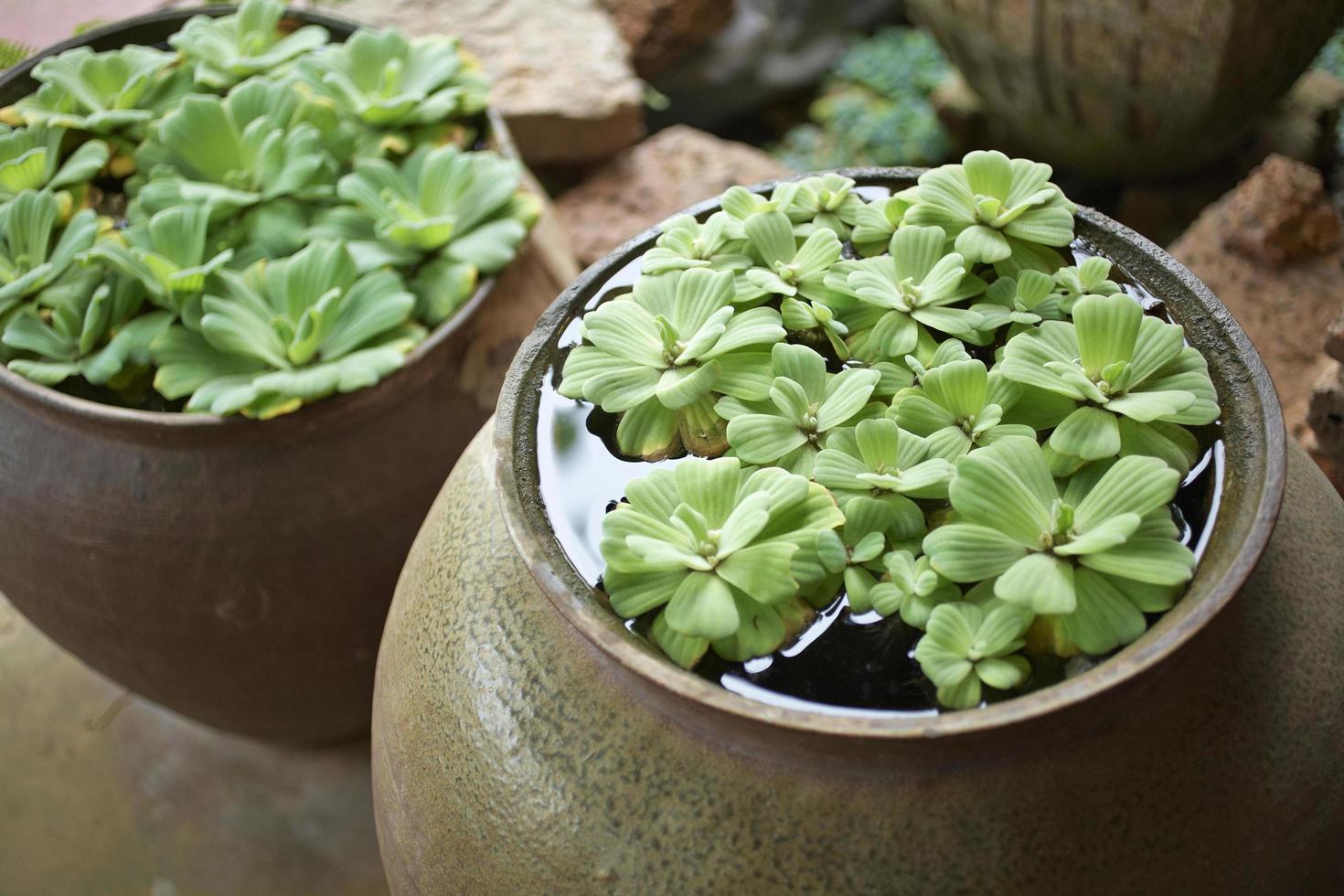 planta de água no jardim foto