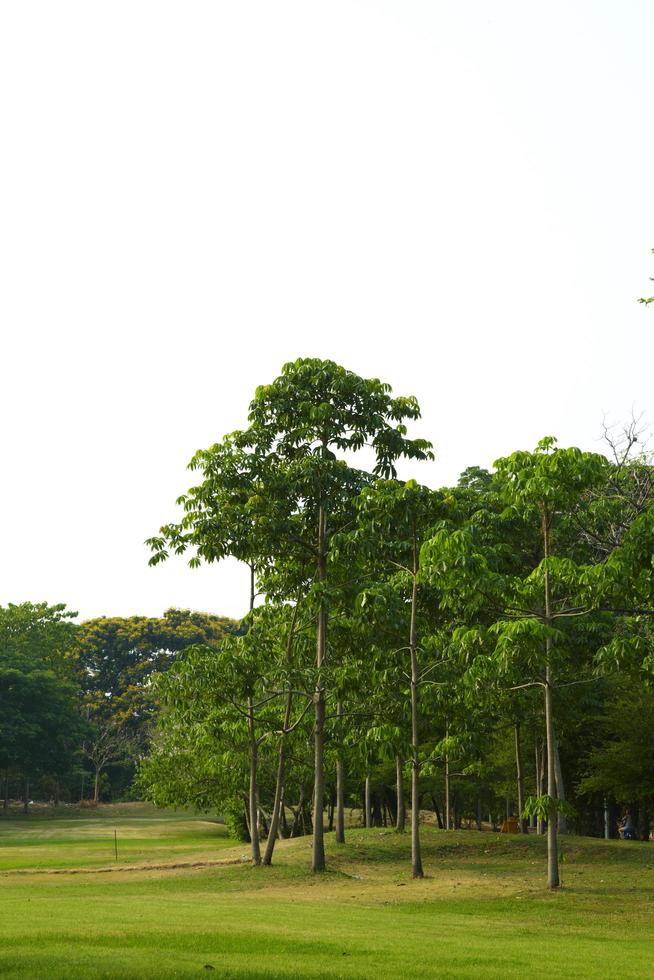 muitas árvores e fundo branco sob a luz do sol foto