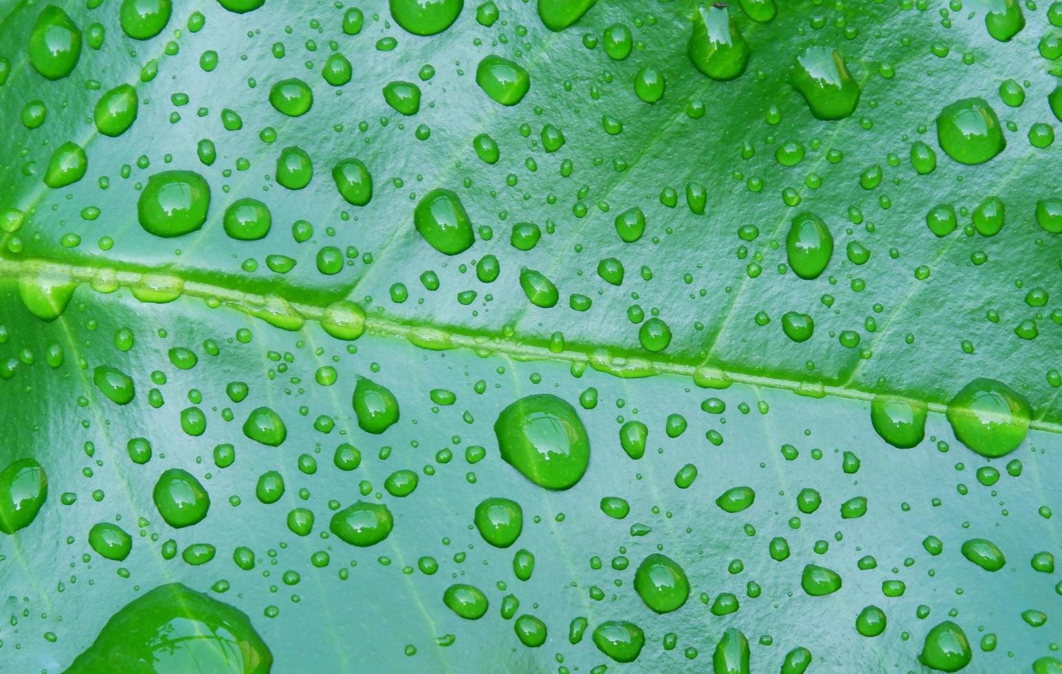 gotas de água no fundo de folhas verdes, folhas de laranja foto