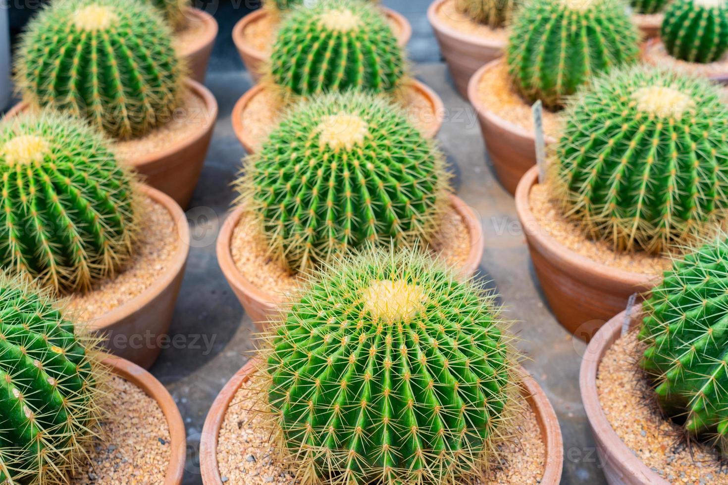 feche a imagem de um cacto verde na panela foto