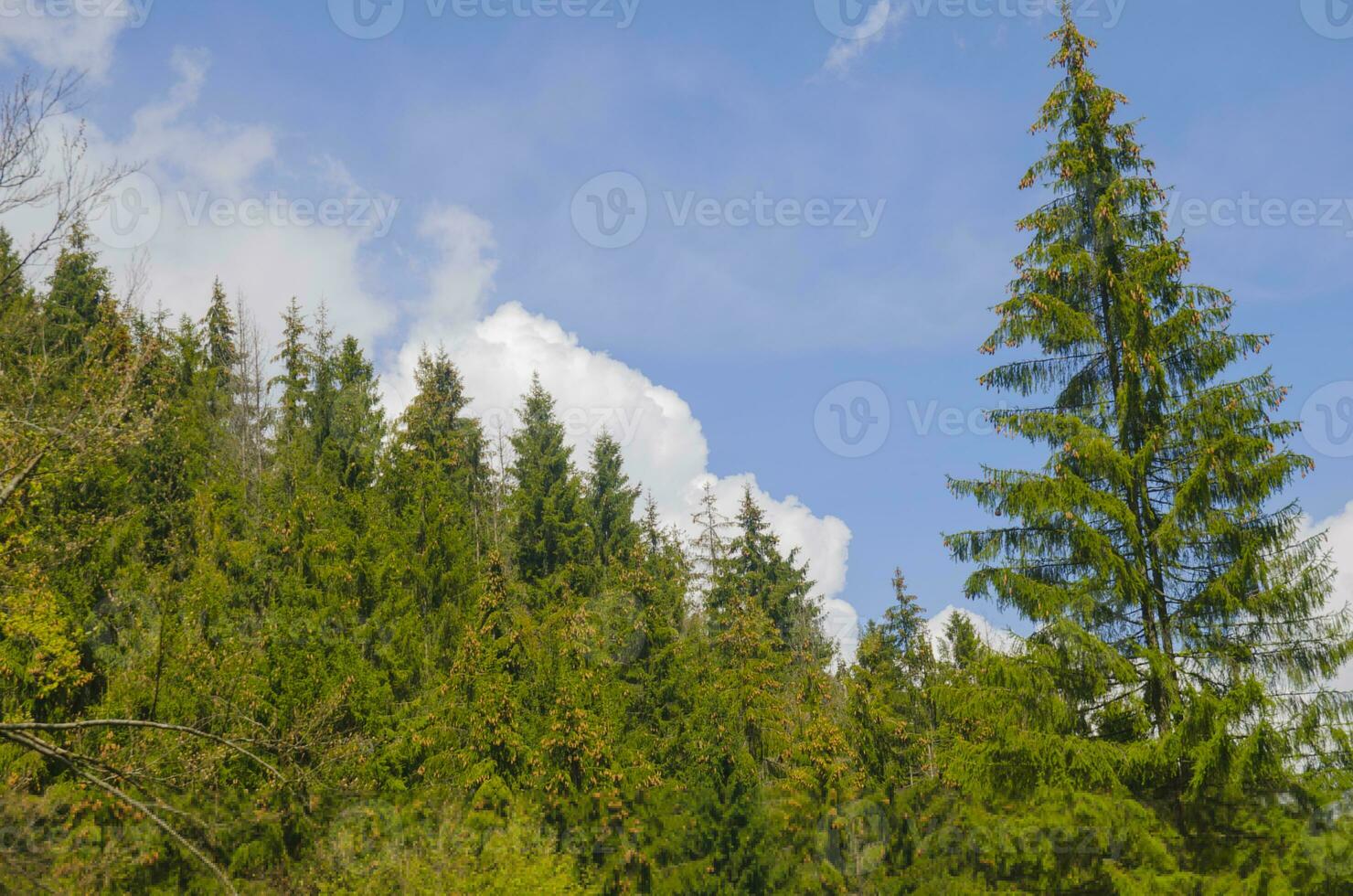 Alto floresta árvores foto