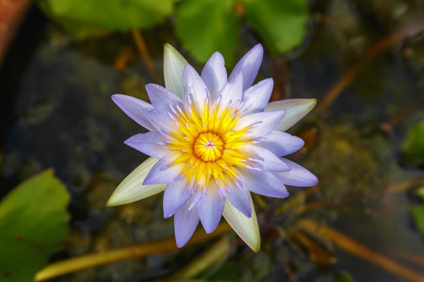 lótus roxo na bacia de água foto