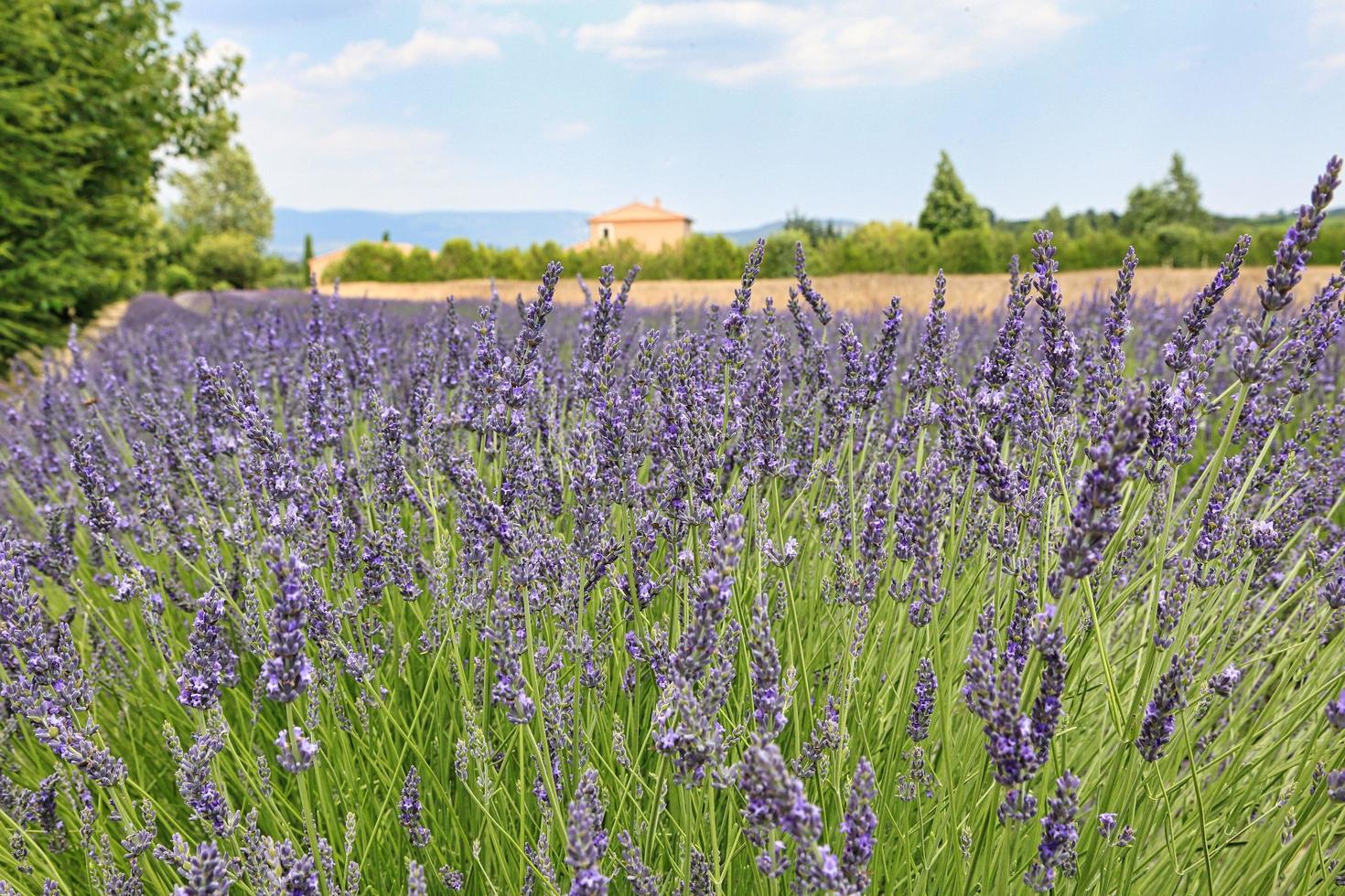 campo de lavanda em provence frança foto