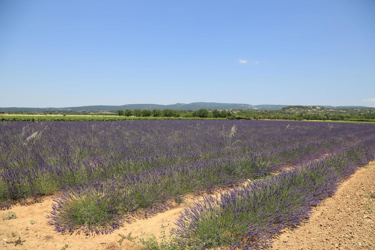 campo de lavanda em provence frança foto