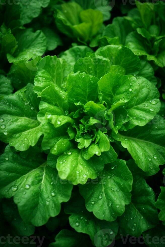 fresco verde alface com água gotas dentro vegetal jardim, saudável Comida conceito, ai generativo foto