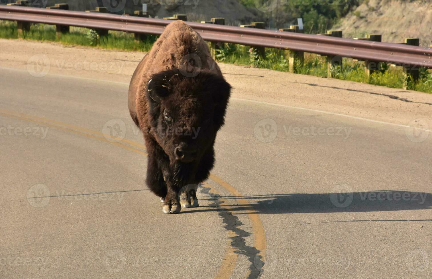 norte americano búfalo caminhando baixa a estrada caminho foto