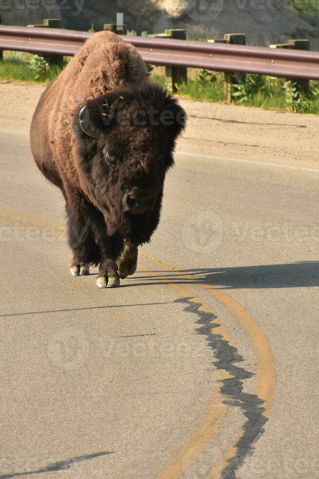 grande búfalo dentro uma estrada caminho dentro norte Dakota foto