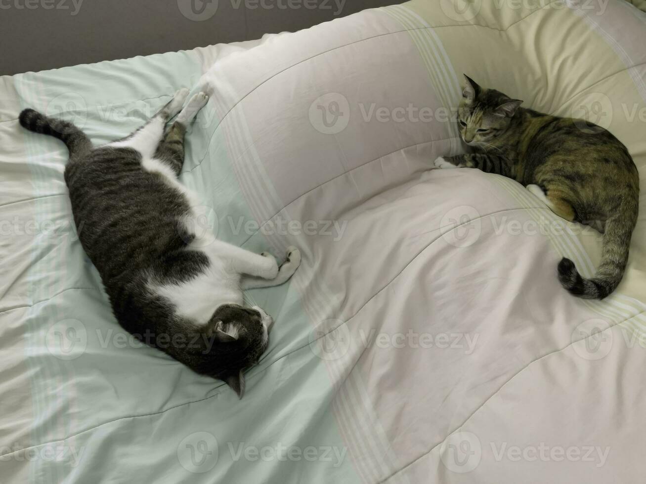 gato dormindo relaxado e confiável em a cama foto