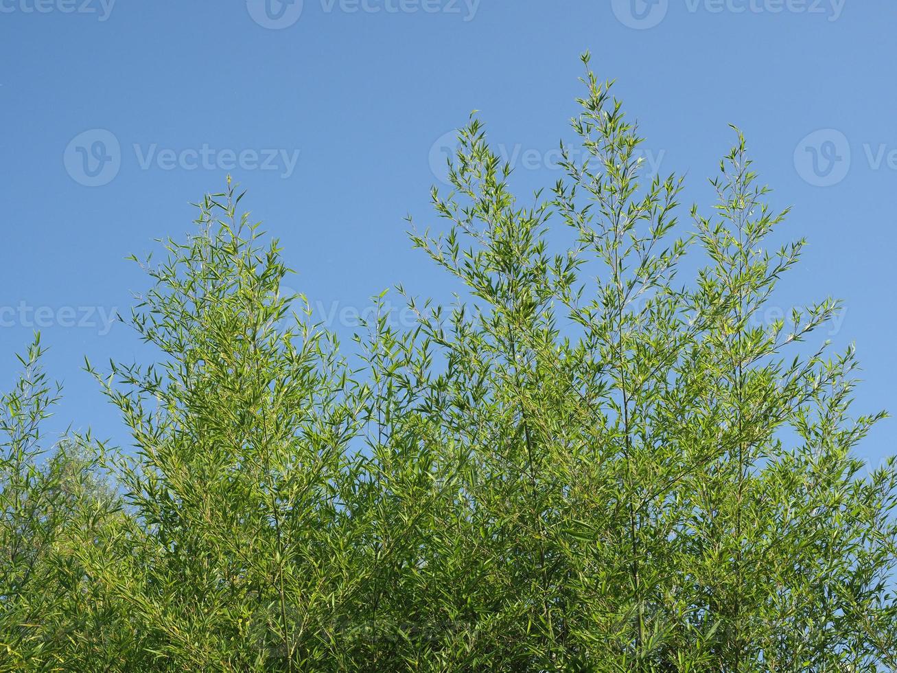 árvores de bambu sobre o céu azul foto