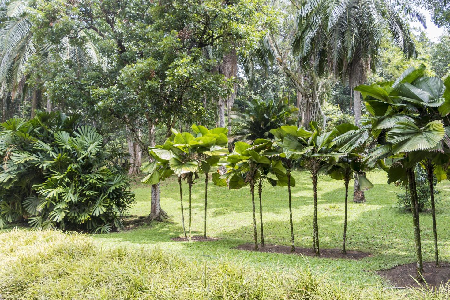 coleção de palmeiras no jardim botânico perdana, kuala lumpur. foto