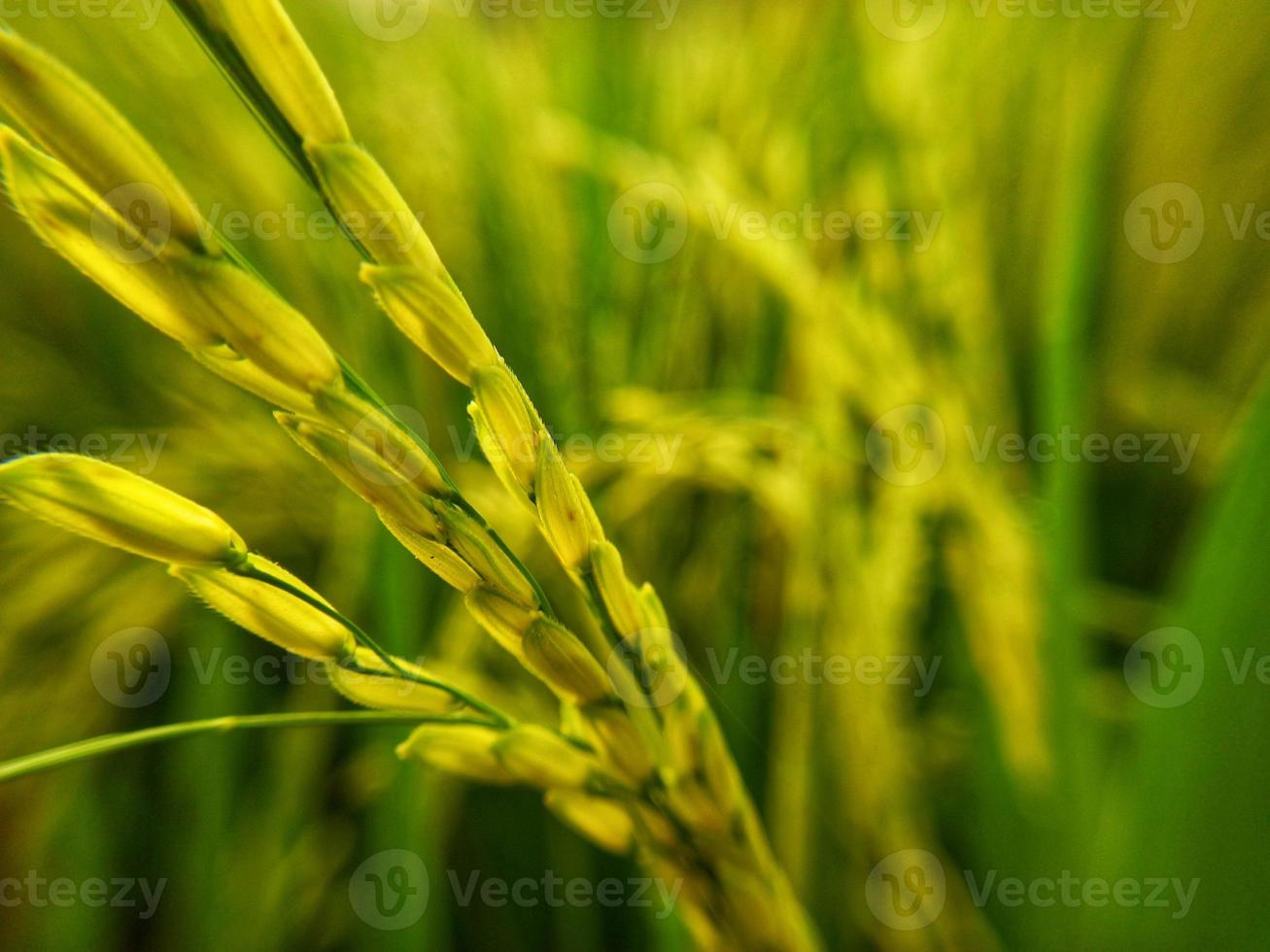 close-up de semente de arroz em casca amarela com campos de arroz no fundo foto