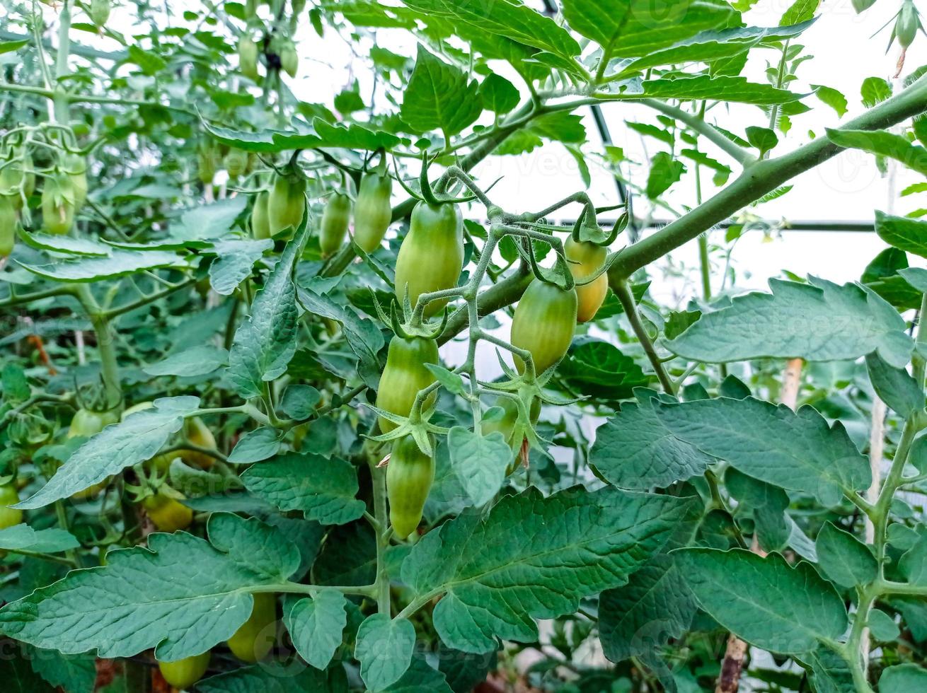 tomates verdes em um galho foto