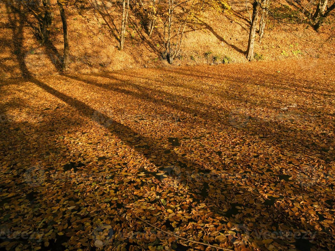 sombras das árvores e folhas de outono no lago na Turquia Yedigoller foto