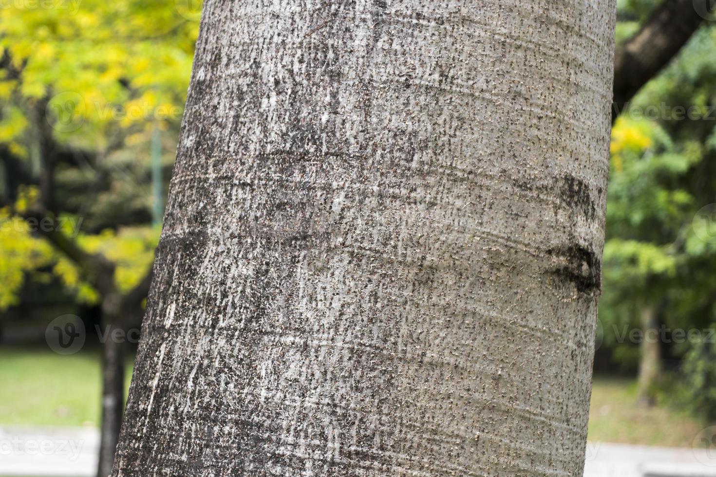 troncos de árvore moringa drouhardii garrafa árvore perdana jardim botânico. foto