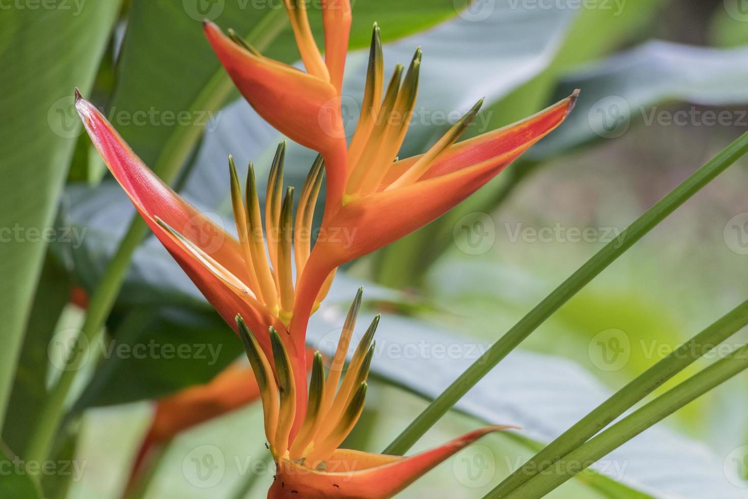 linda laranja amarelo helicônia flor natureza tropical Malásia. foto