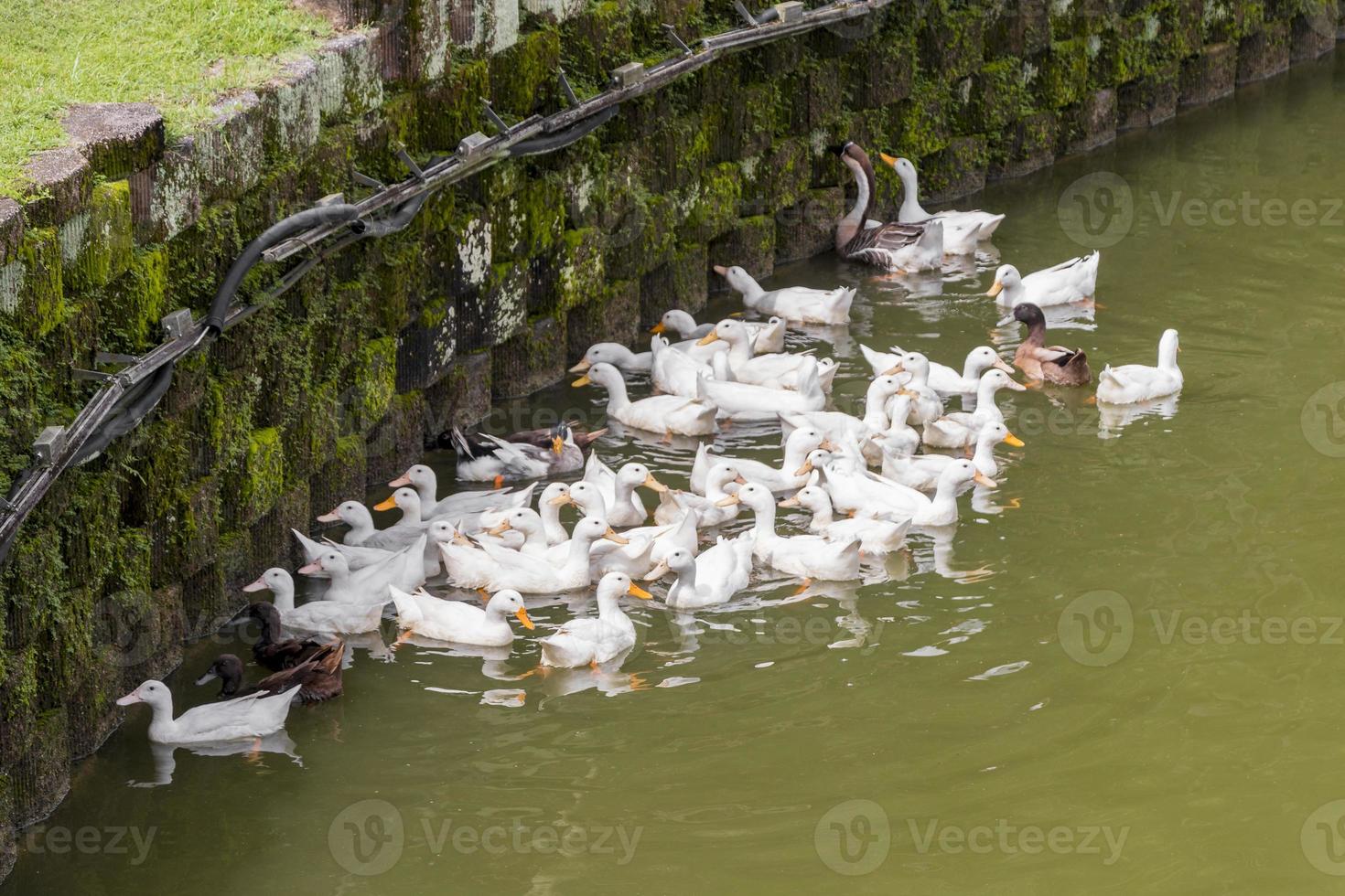 muitos lindos patos brancos perdana jardim botânico, Malásia. foto