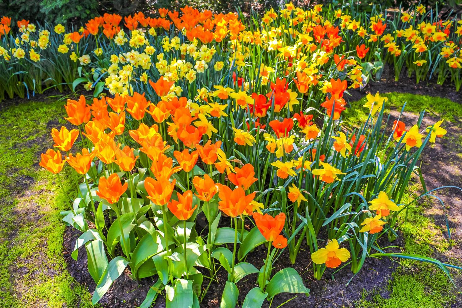 Narcisos de tulipas coloridas em Keukenhof Park lisse Holanda. foto