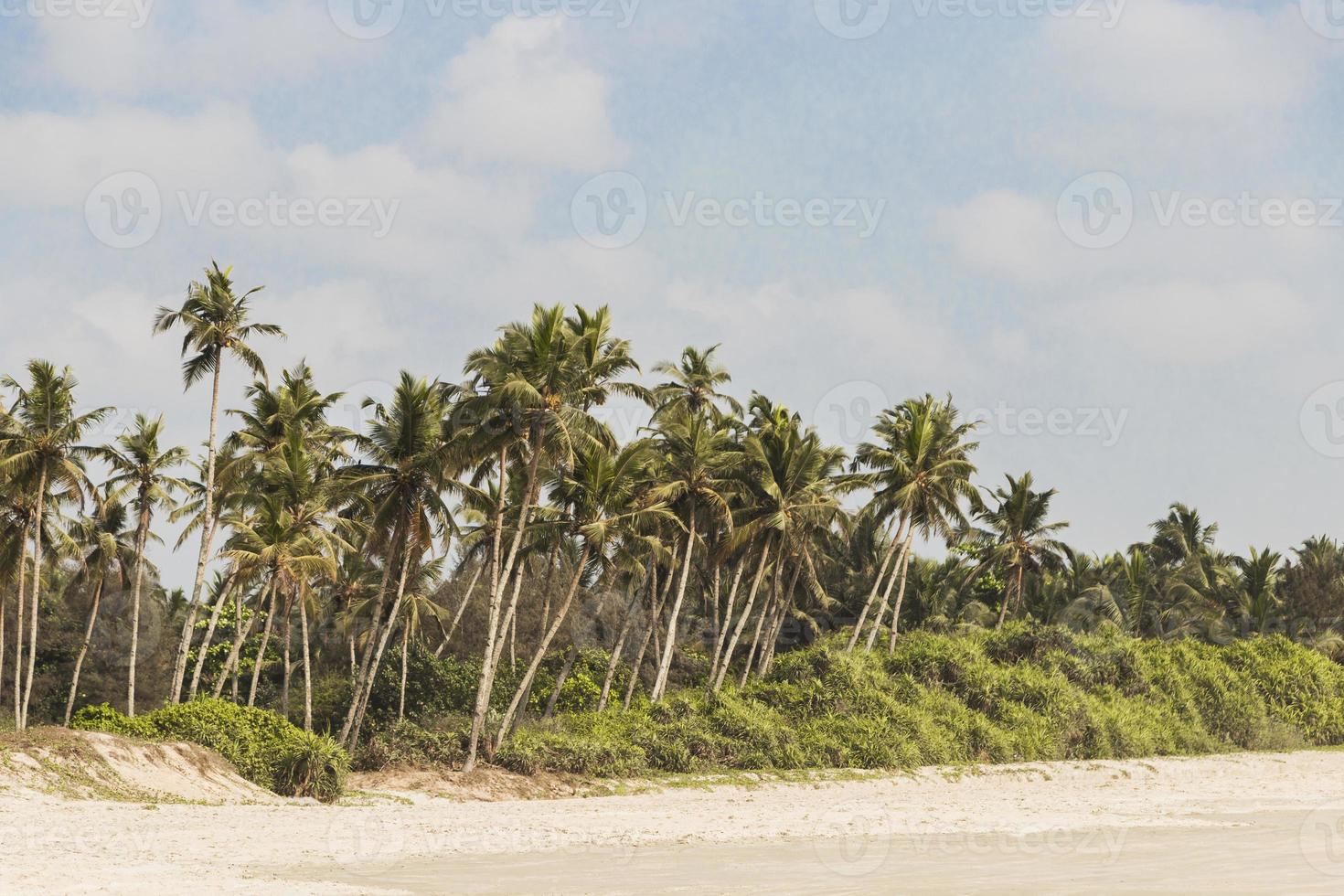 praia de benaulim com palmeiras em benaulim, goa, índia foto