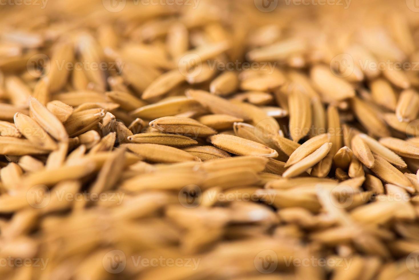 close up de fundo de arroz em casca seco foto