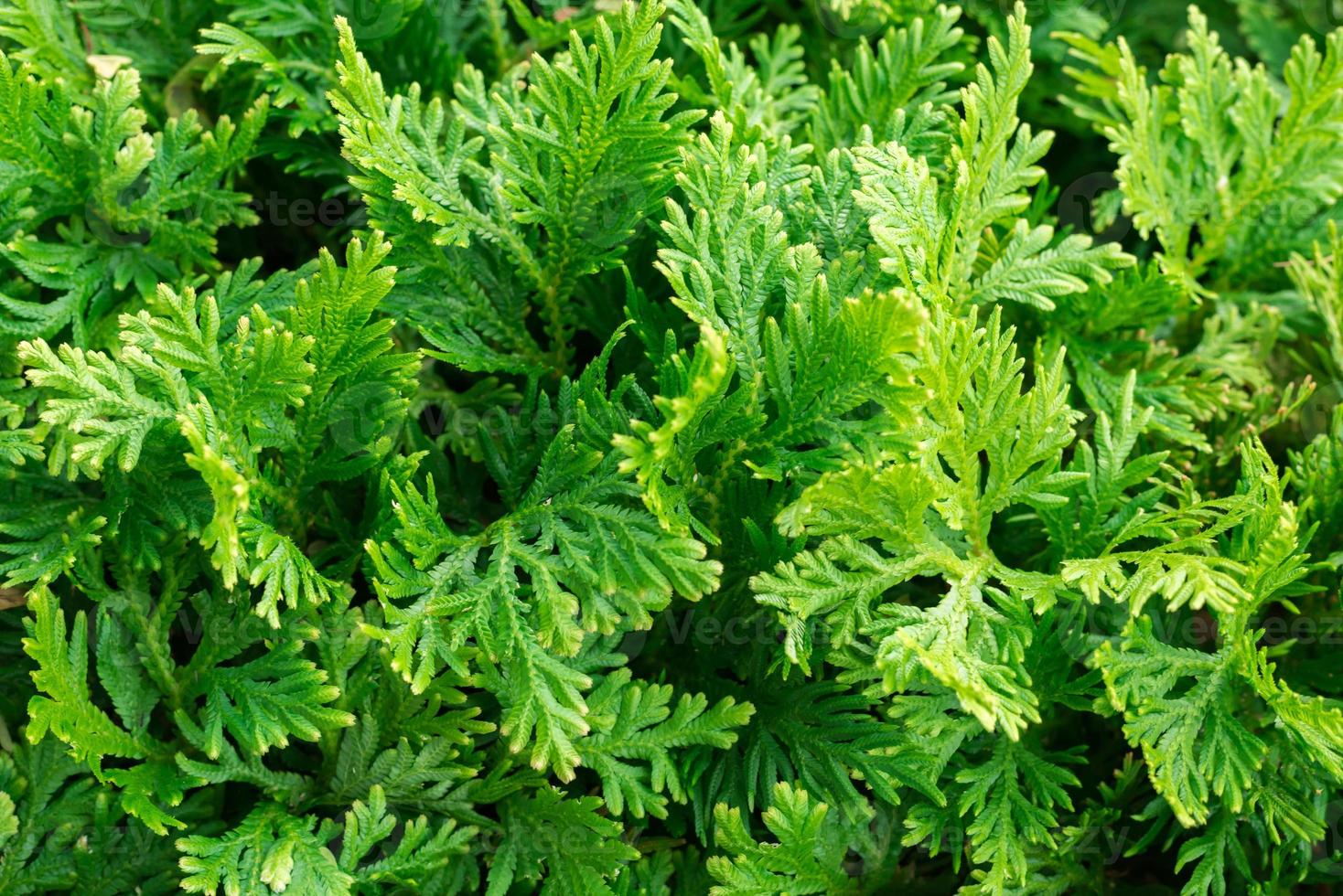 textura verde e fundo de folhas de plantas limpas foto