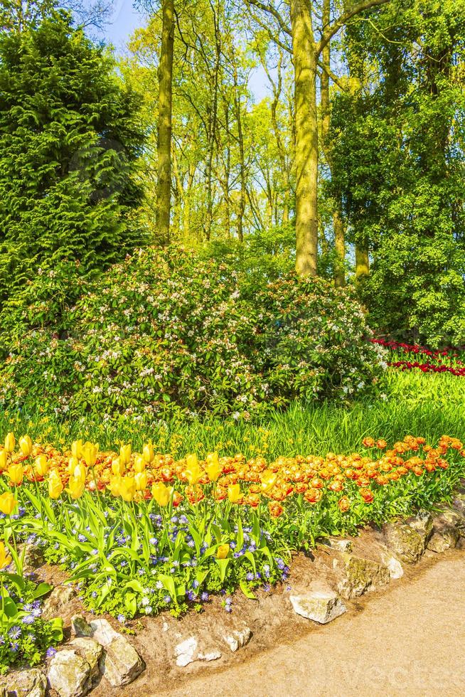 tulipas amarelas coloridas, narcisos no parque keukenhof, lisse, holanda foto