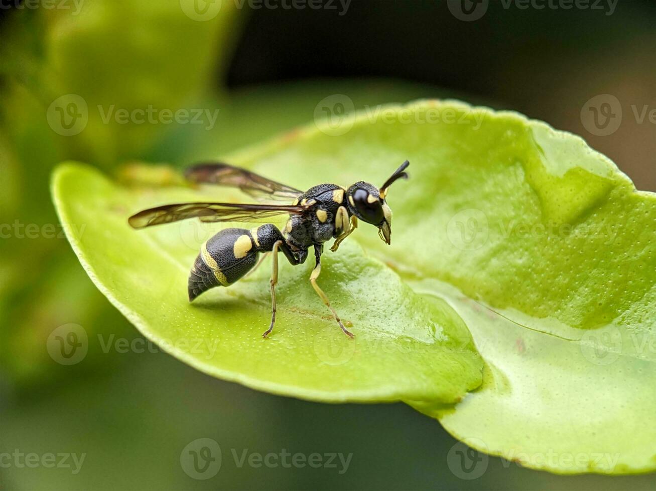 vespa macro fotografia foto