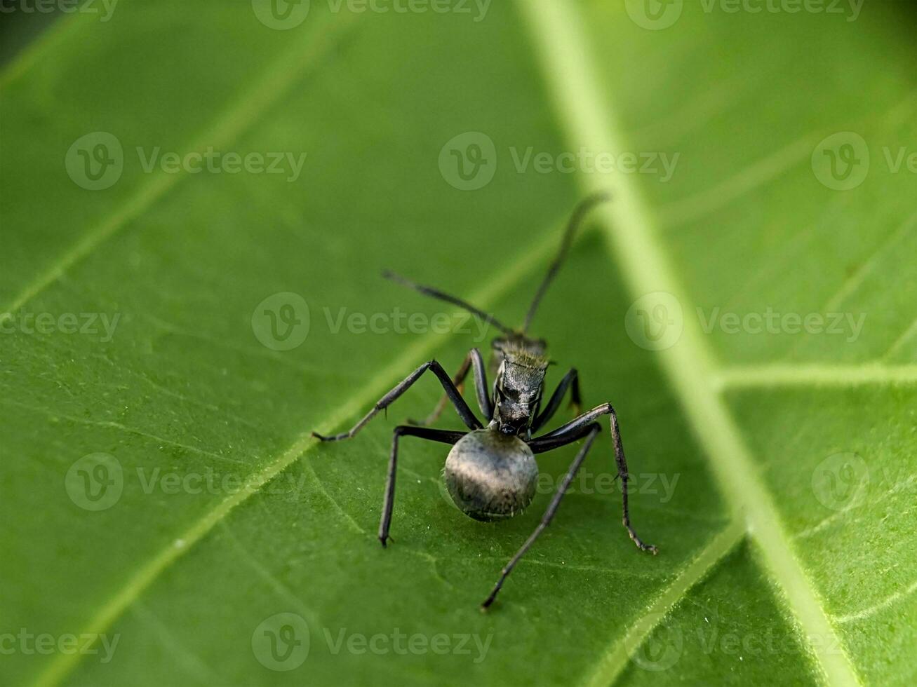 formiga macro fotografia foto