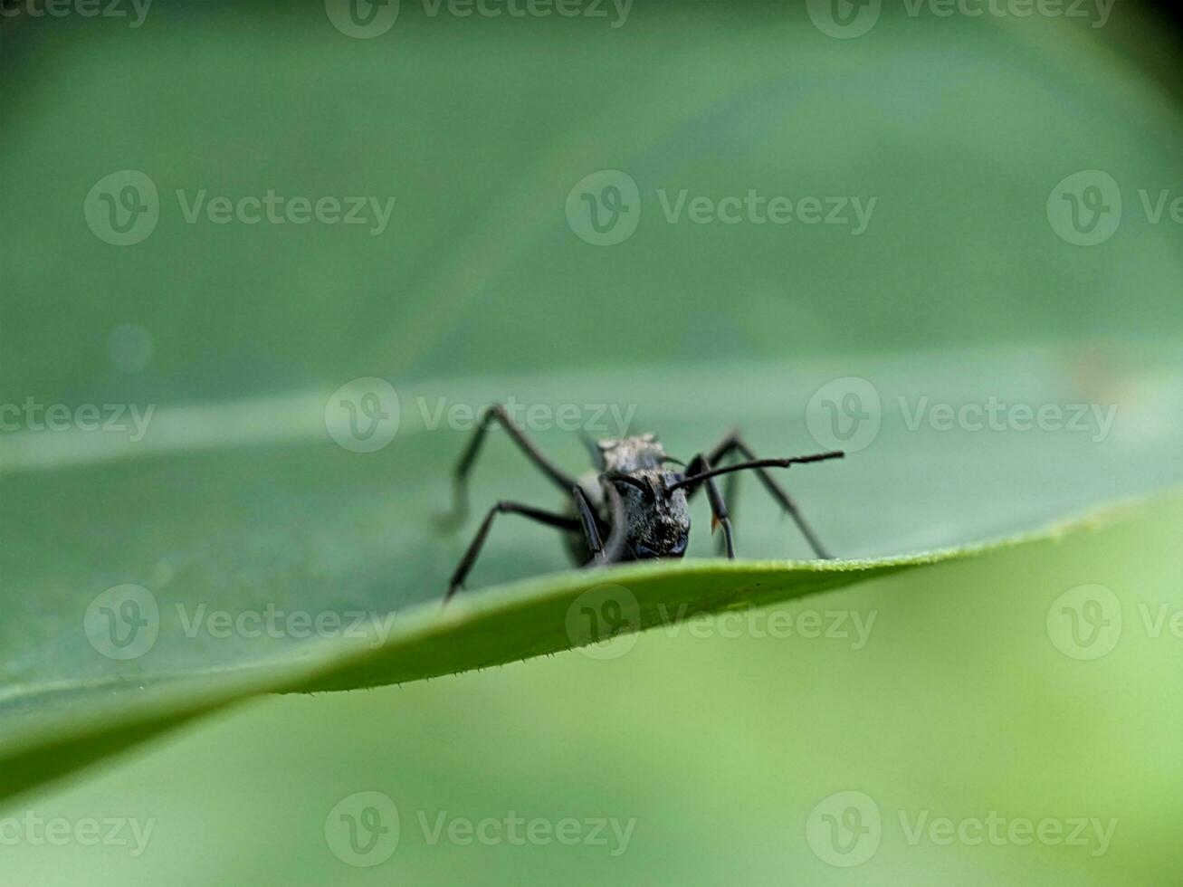 formiga macro fotografia foto