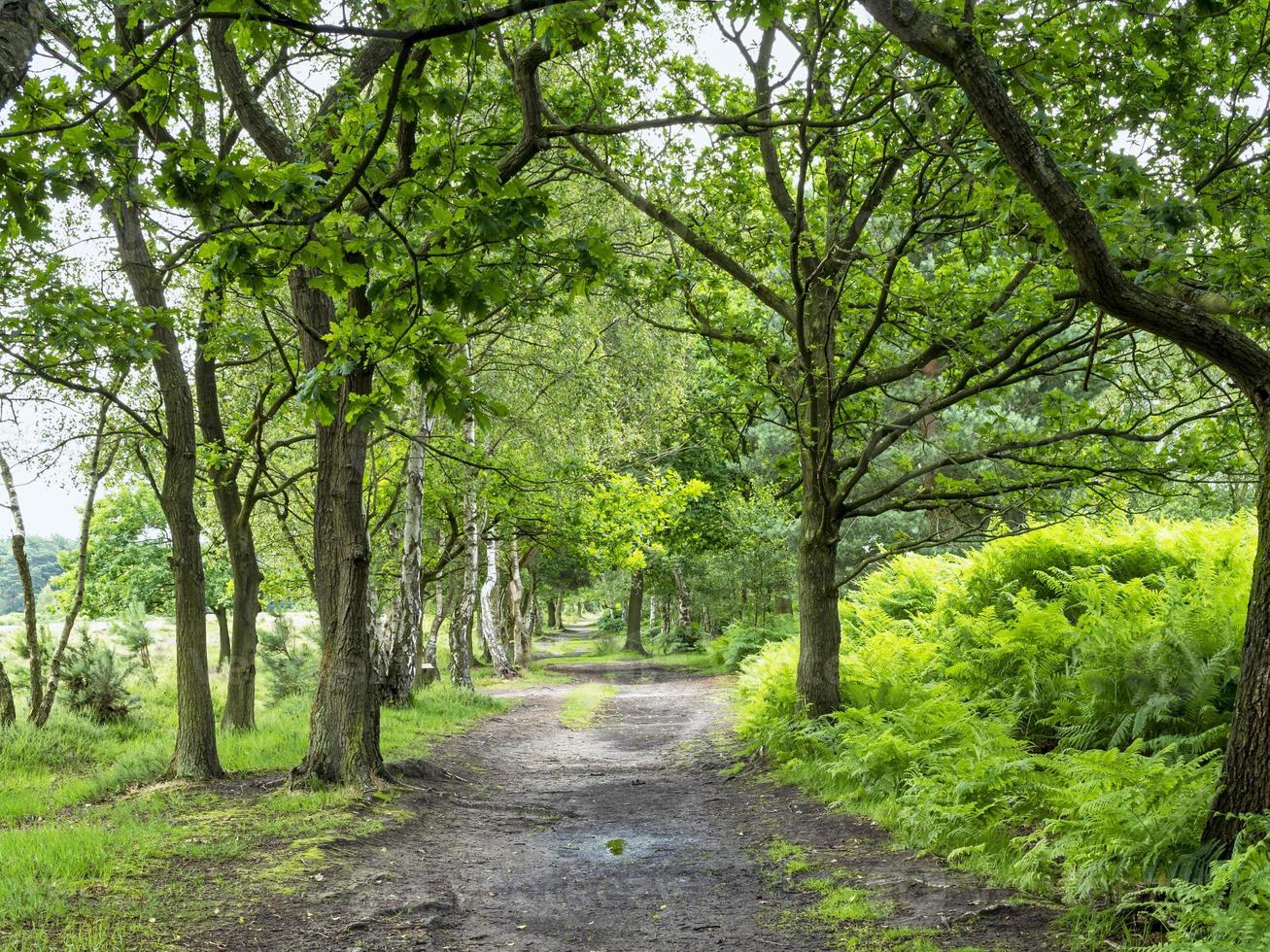 trilha por entre árvores em skipwith common, north yorkshire, inglaterra foto