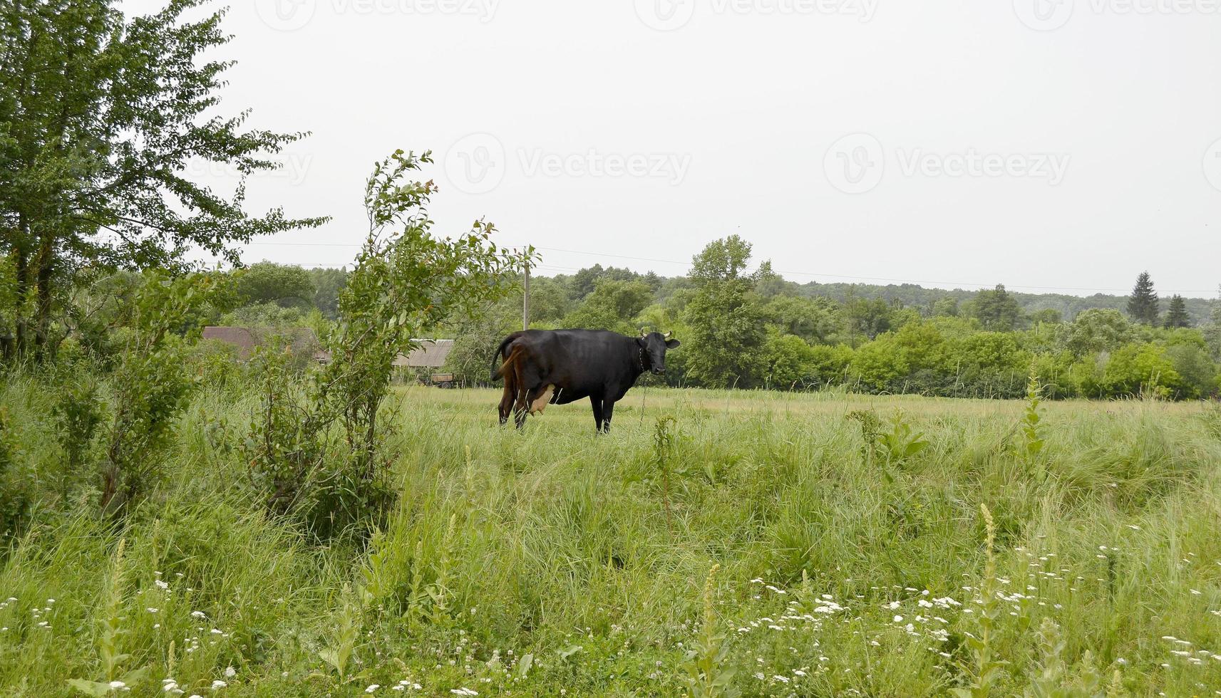 vaca leiteira pastando em prado verde foto