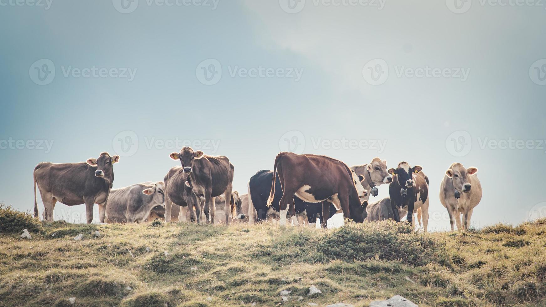 grupo de vacas em uma pastagem italiana foto