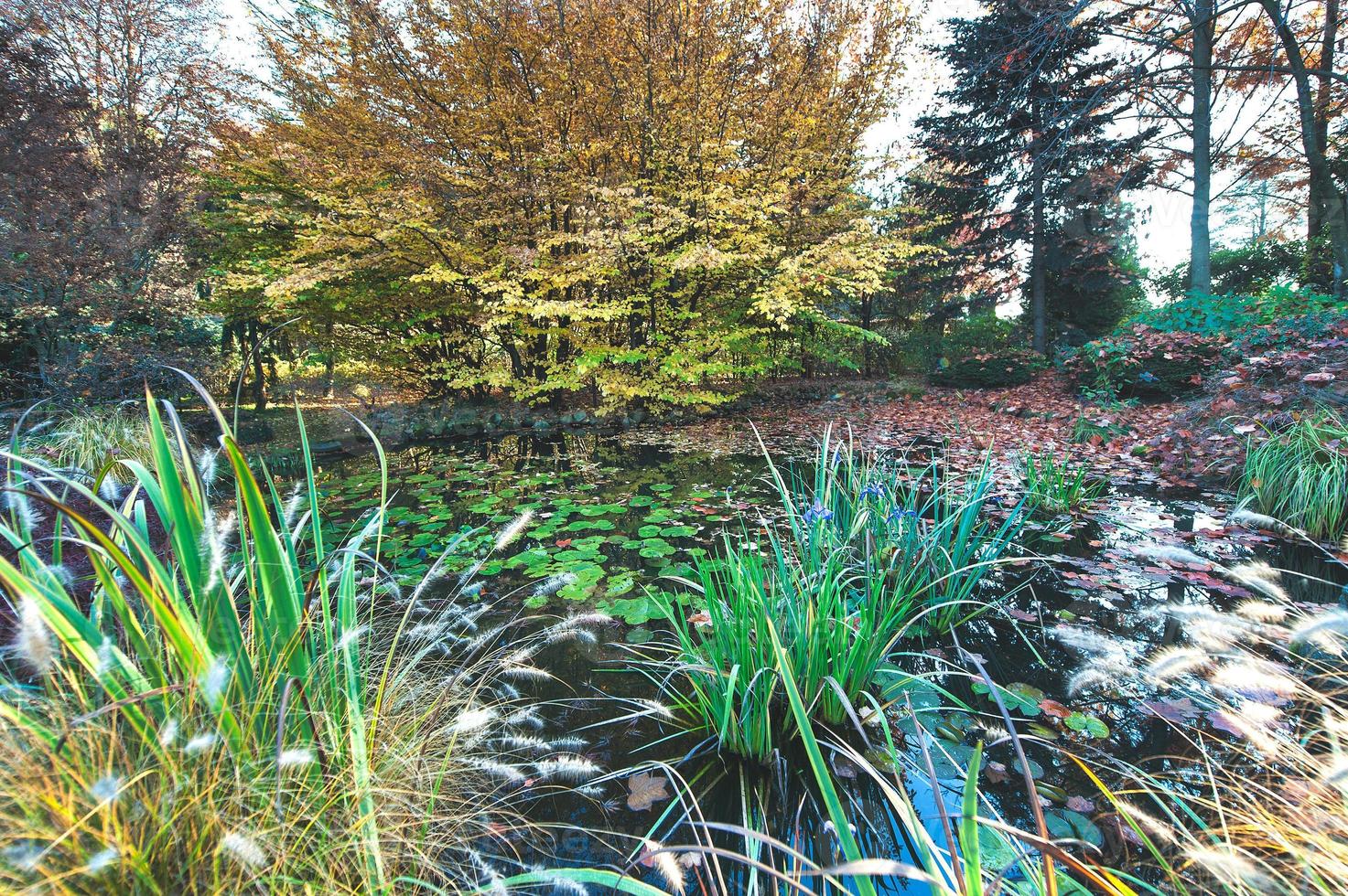 cores do outono em um jardim com um lago foto