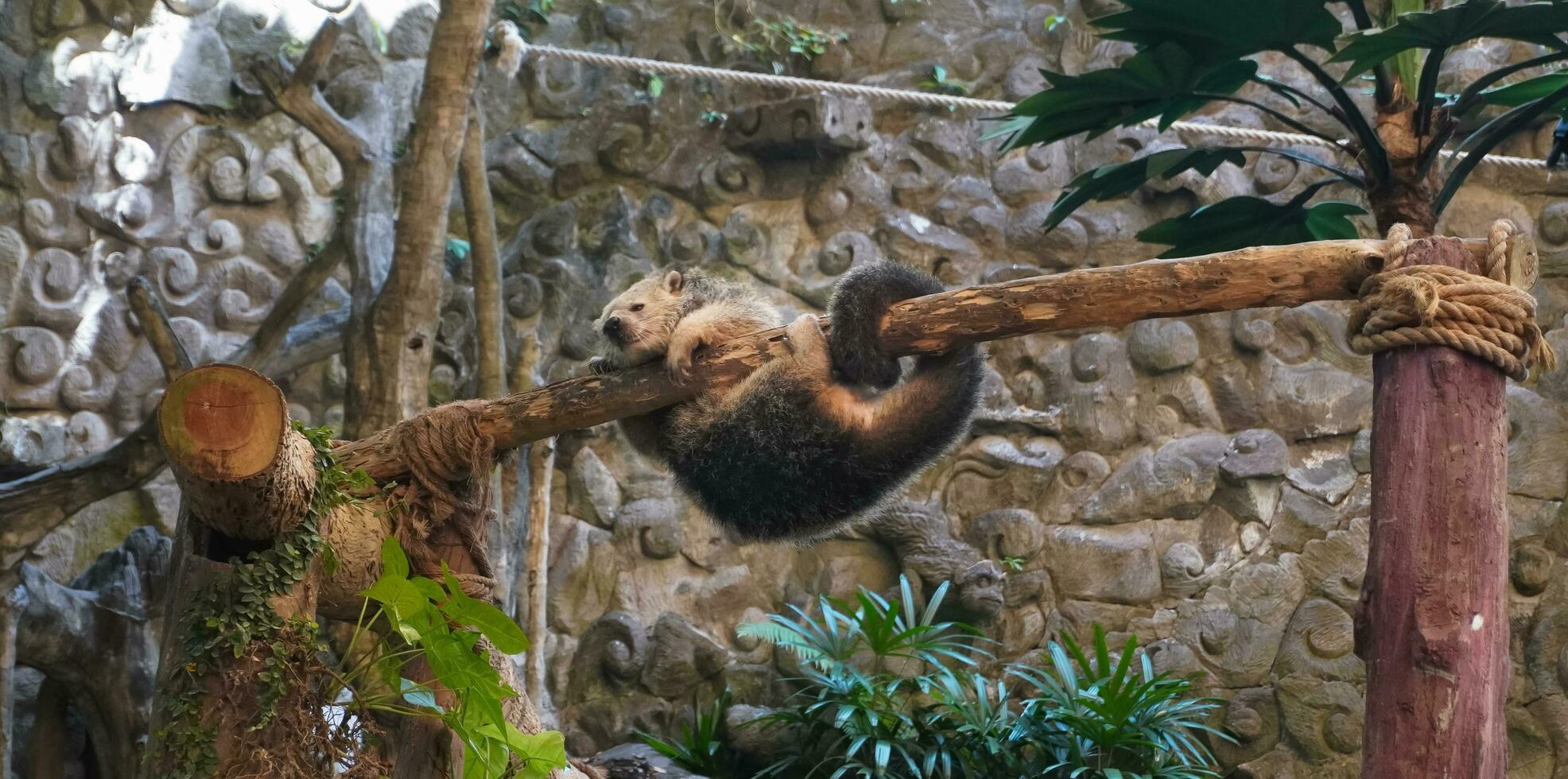 binturong é Além disso frequentemente chamado de de várias de outros comum nomes, Incluindo bearcat Porque do Está aparência semelhante para uma Urso e uma gato. foto