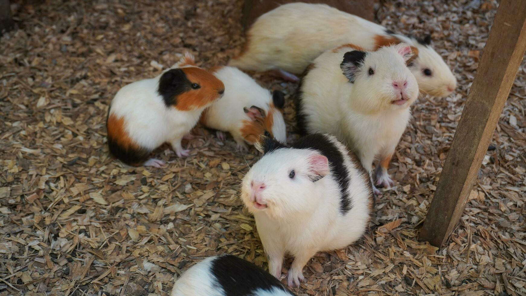 Guiné porcos estão pequeno roedores este pode estar fez para dentro engraçado e adorável animais de estimação foto