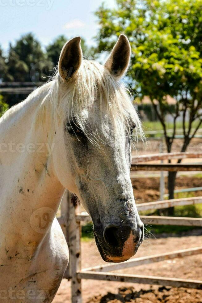 cavalo dentro a estábulo foto